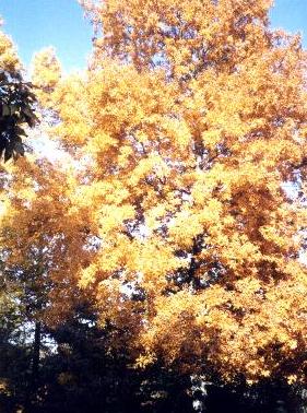 Hickory Trees--Fall colors