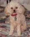 Andromeda--Our Seven Pound Toy Poodle