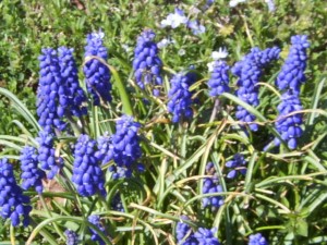 Grape Hyacinths Appear in Early March